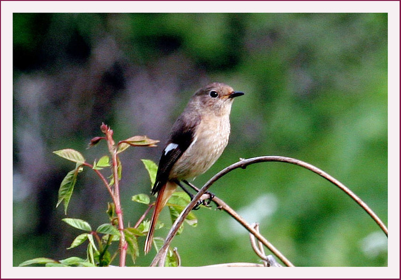 나는 누구일까요...? | 딱새 암컷 Phoenicurus auroreus (Daurian Redstart); DISPLAY FULL IMAGE.