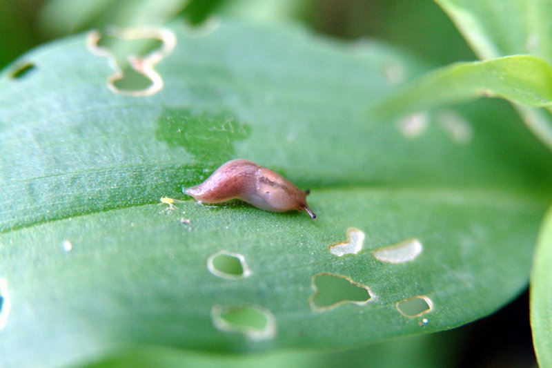 민달팽이 Incilaria confusa (Korean Land Slug); DISPLAY FULL IMAGE.