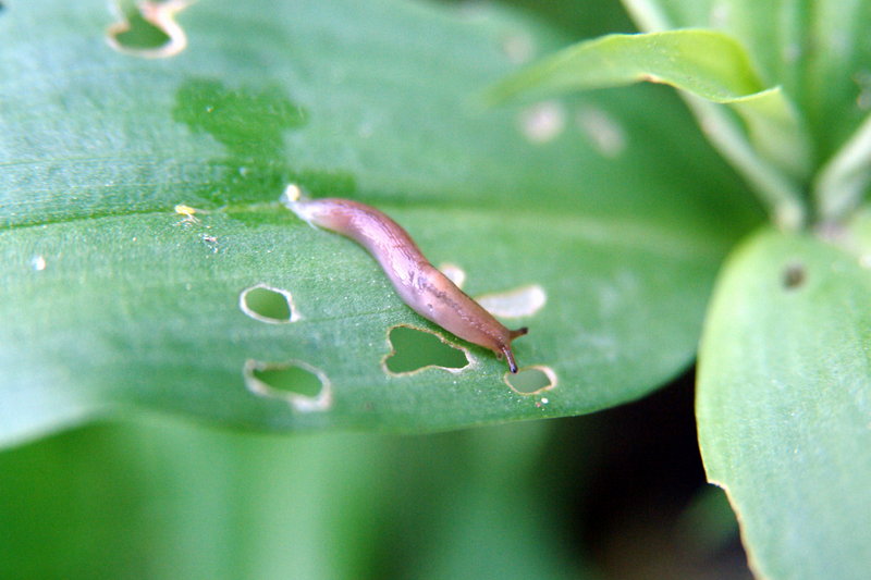 민달팽이 Incilaria confusa (Korean Land Slug); DISPLAY FULL IMAGE.