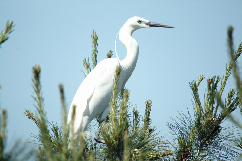 쇠백로 Egretta garzetta garzetta (Little Egret); DISPLAY FULL IMAGE.