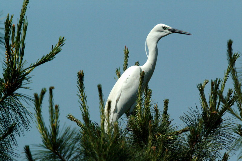 쇠백로 Egretta garzetta garzetta (Little Egret); DISPLAY FULL IMAGE.