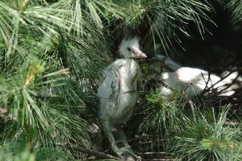 새끼 쇠백로 Egretta garzetta garzetta (Little Egret); DISPLAY FULL IMAGE.