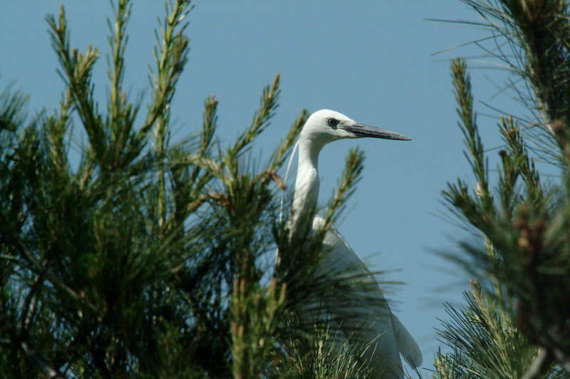 쇠백로 Egretta garzetta garzetta (Little Egret); DISPLAY FULL IMAGE.