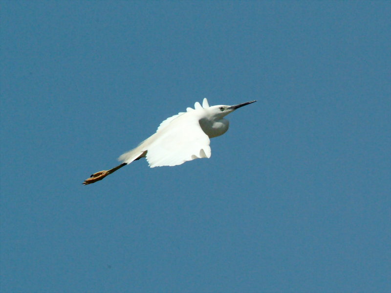 쇠백로(비행) Egretta garzetta garzetta (Little Egret); DISPLAY FULL IMAGE.