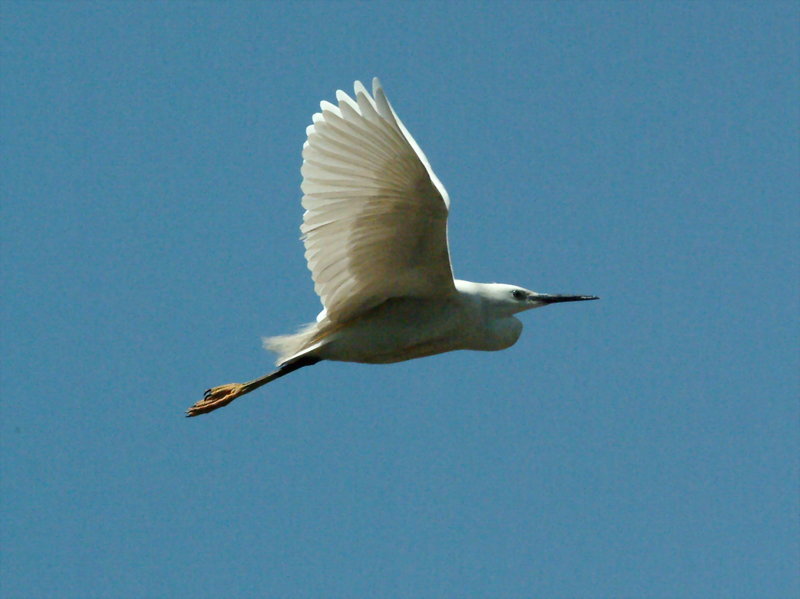 쇠백로(비행) Egretta garzetta garzetta (Little Egret); DISPLAY FULL IMAGE.