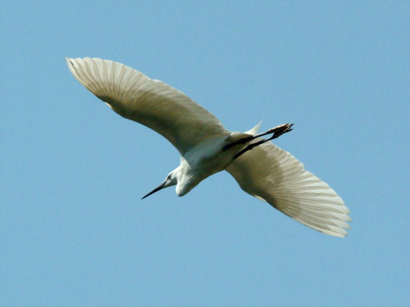 쇠백로(비행) Egretta garzetta garzetta (Little Egret); DISPLAY FULL IMAGE.