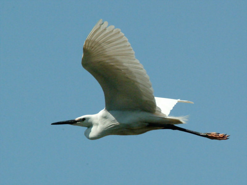 쇠백로(비행) Egretta garzetta garzetta (Little Egret); DISPLAY FULL IMAGE.