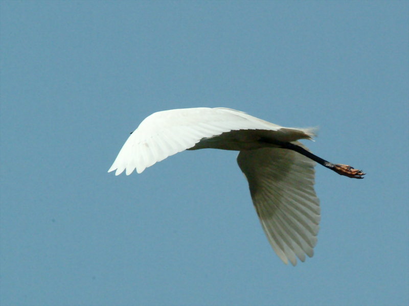 쇠백로(비행) Egretta garzetta garzetta (Little Egret); DISPLAY FULL IMAGE.