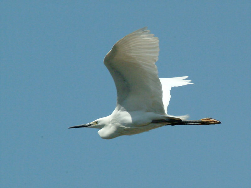 쇠백로(비행) Egretta garzetta garzetta (Little Egret); DISPLAY FULL IMAGE.