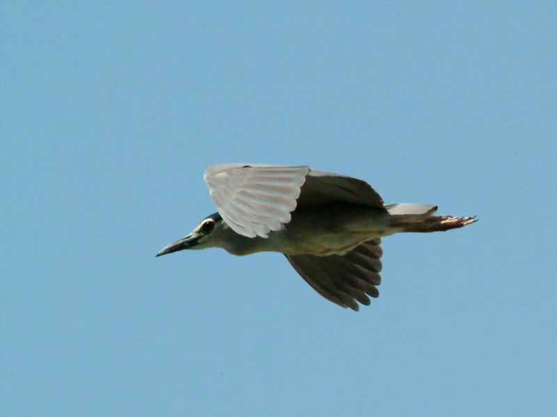 해오라기(비행) Nycticorax nycticorax (Black-crowned Night Heron); DISPLAY FULL IMAGE.