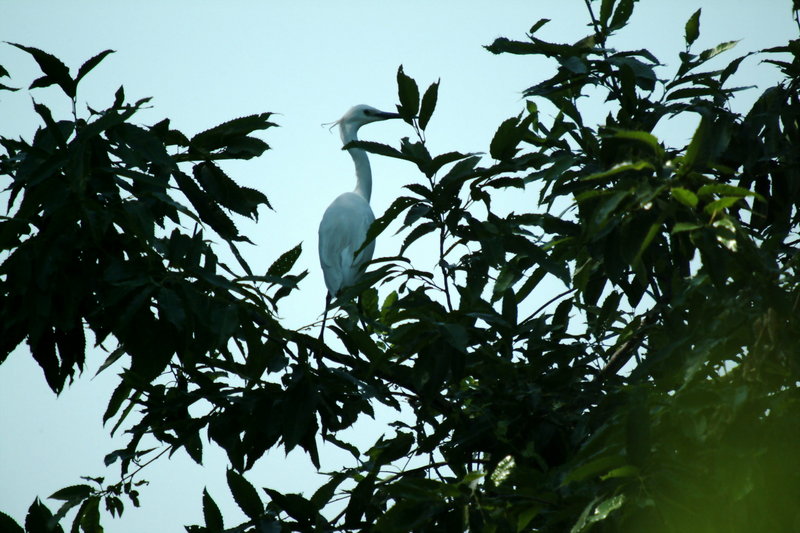 쇠백로 Egretta garzetta garzetta (Little Egret); DISPLAY FULL IMAGE.