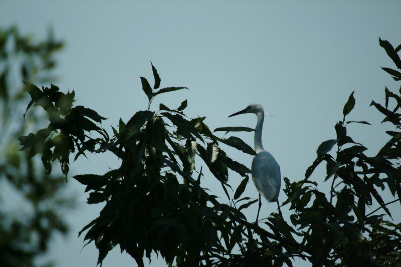 쇠백로 Egretta garzetta garzetta (Little Egret); DISPLAY FULL IMAGE.