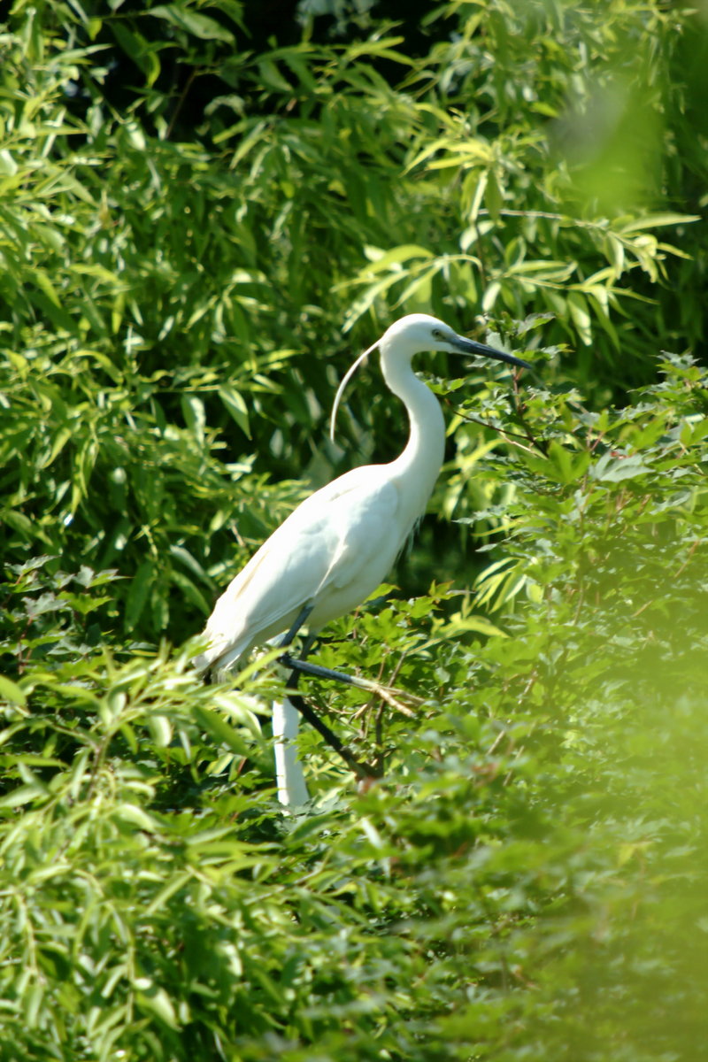쇠백로 Egretta garzetta garzetta (Little Egret); DISPLAY FULL IMAGE.