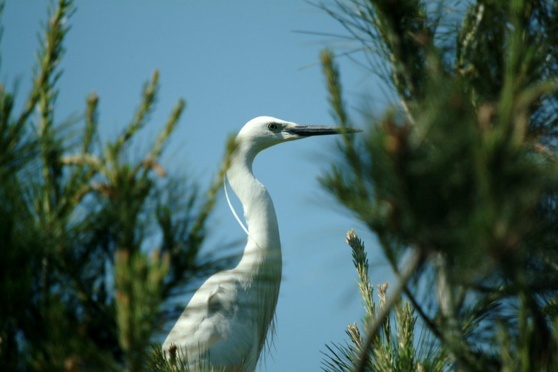 쇠백로 Egretta garzetta garzetta (Little Egret); DISPLAY FULL IMAGE.