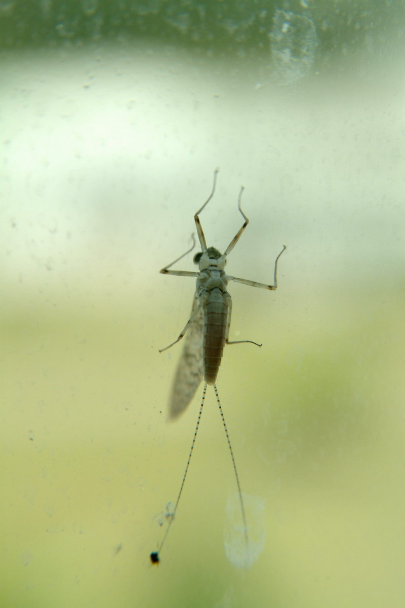 창문에서 쉬는 하루살이 (Mayfly); DISPLAY FULL IMAGE.
