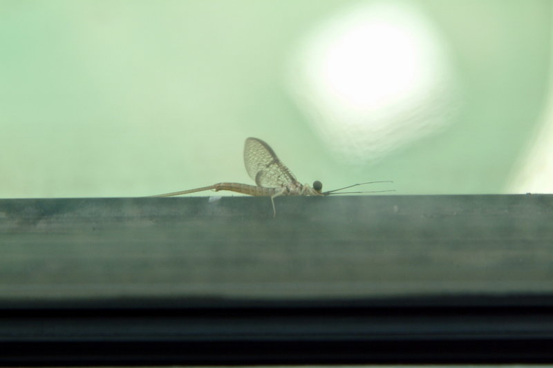 창틀에서 쉬는 하루살이 (Mayfly); DISPLAY FULL IMAGE.
