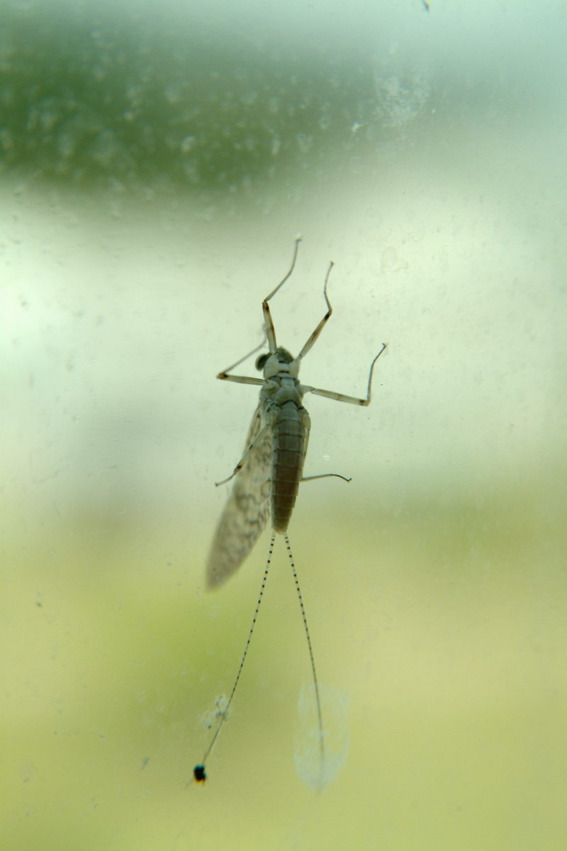 창문에서 쉬는 하루살이 (Mayfly); DISPLAY FULL IMAGE.