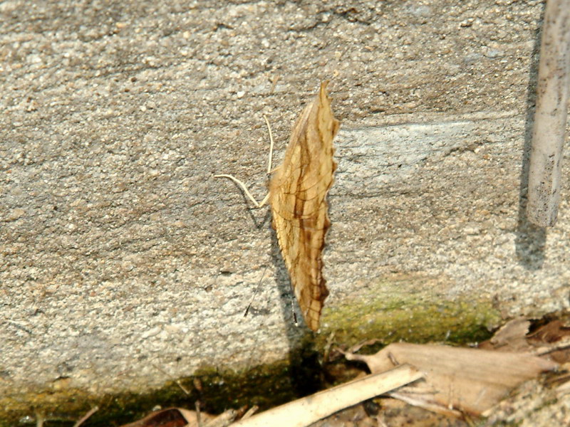 네발나비 Polygonia c-aureum (Asian Comma Butterfly); DISPLAY FULL IMAGE.