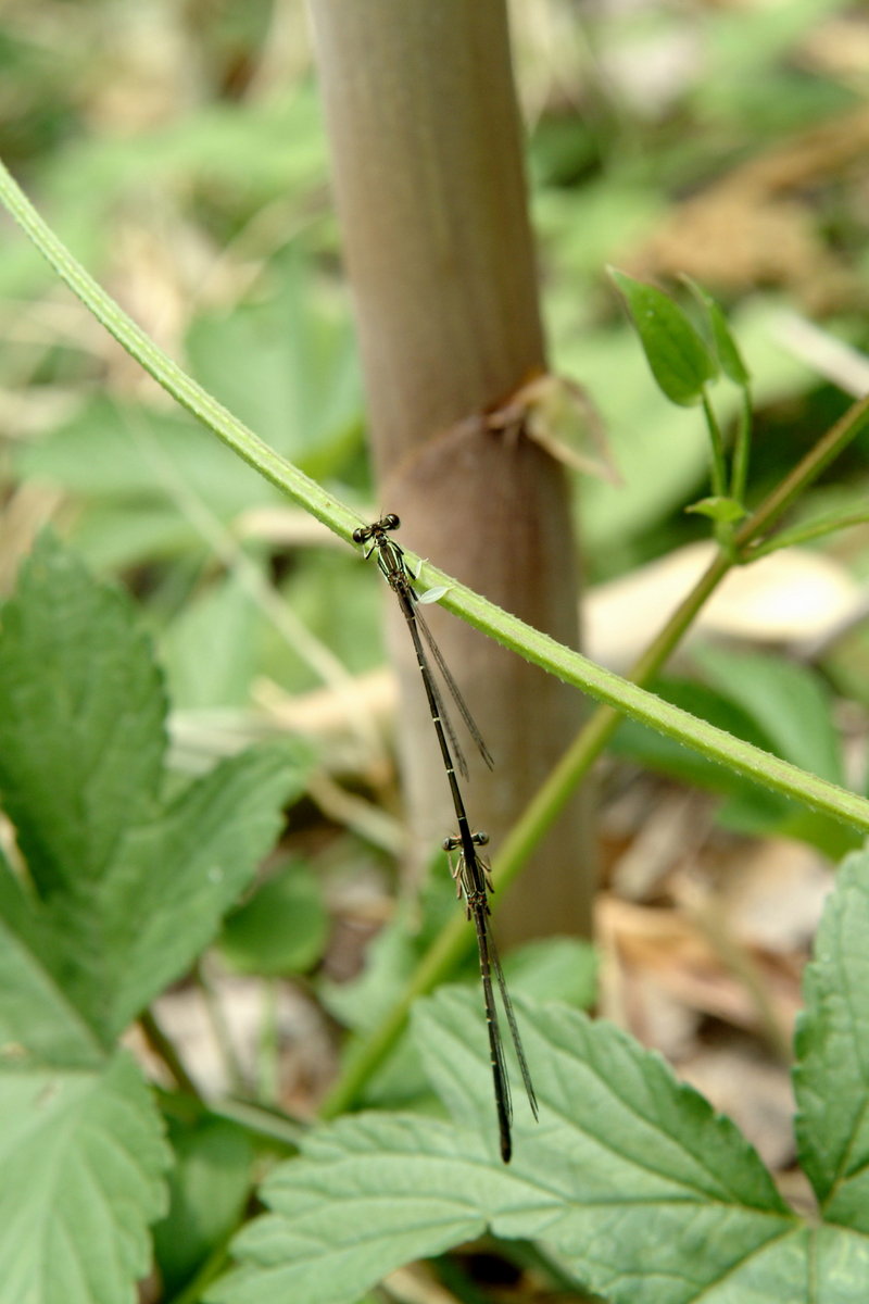 교미중인 방울실잠자리 Platycnemis phillopoda (Leaf-legged Damselfly); DISPLAY FULL IMAGE.