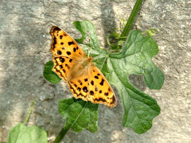 네발나비 Polygonia c-aureum (Asian Comma Butterfly); DISPLAY FULL IMAGE.