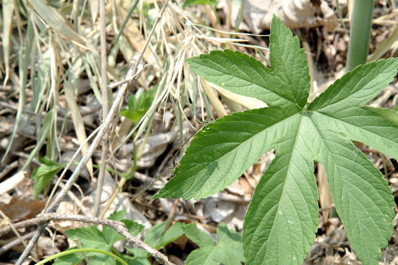 교미중인 방울실잠자리 Platycnemis phillopoda (Leaf-legged Damselfly); DISPLAY FULL IMAGE.