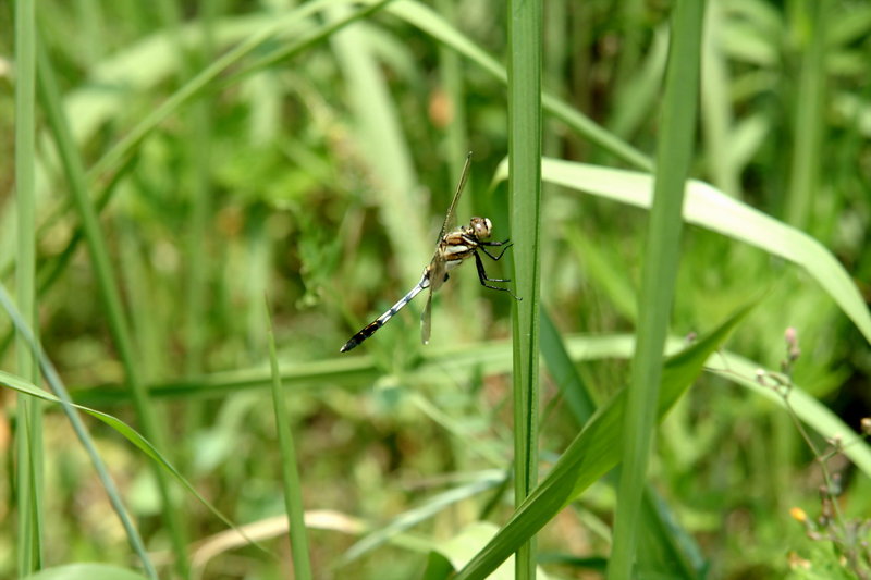 밀잠자리(반성숙 수컷) Orthetrum albistylum speciosum (Skimmer); DISPLAY FULL IMAGE.