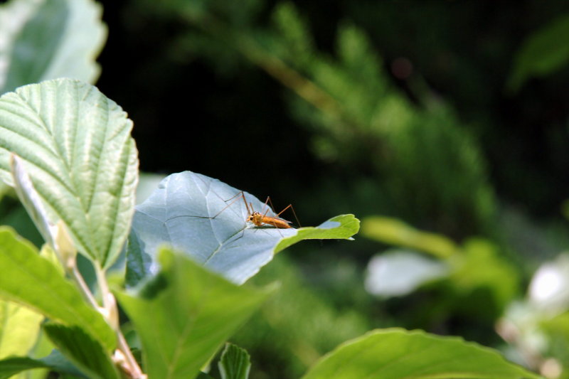 각다귀 종류(Cranefly); DISPLAY FULL IMAGE.