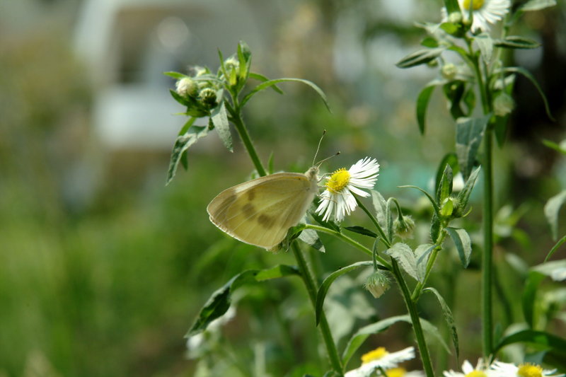 배추흰나비 Artogeia rapae (Common Cabbage White Butterfly); DISPLAY FULL IMAGE.