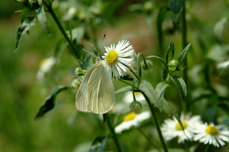 배추흰나비 Artogeia rapae (Common Cabbage White Butterfly); DISPLAY FULL IMAGE.