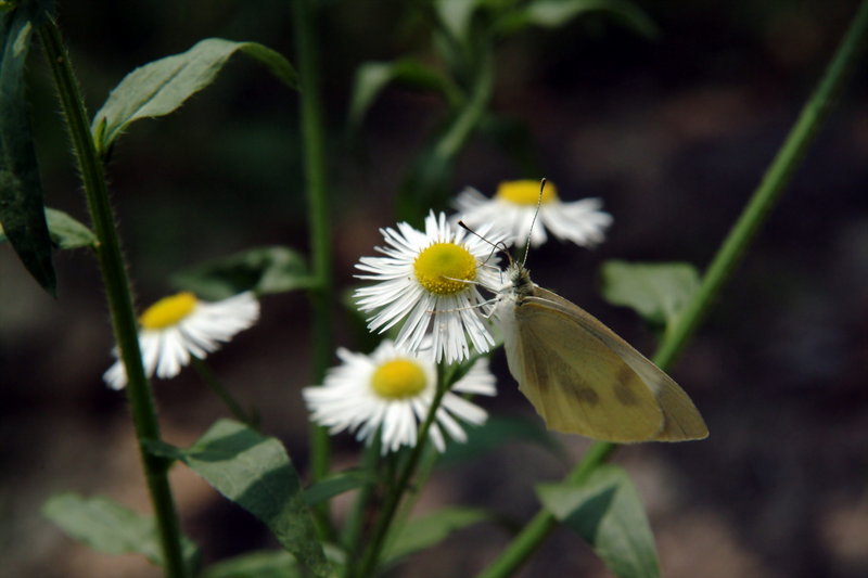배추흰나비 Artogeia rapae (Common Cabbage White Butterfly); DISPLAY FULL IMAGE.