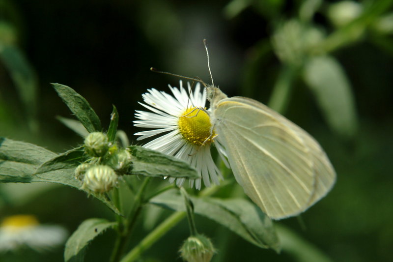배추흰나비 Artogeia rapae (Common Cabbage White Butterfly); DISPLAY FULL IMAGE.