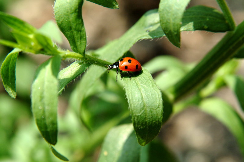 칠성무당벌레 Coccinella septempunctata (Seven-spot Ladybird); DISPLAY FULL IMAGE.