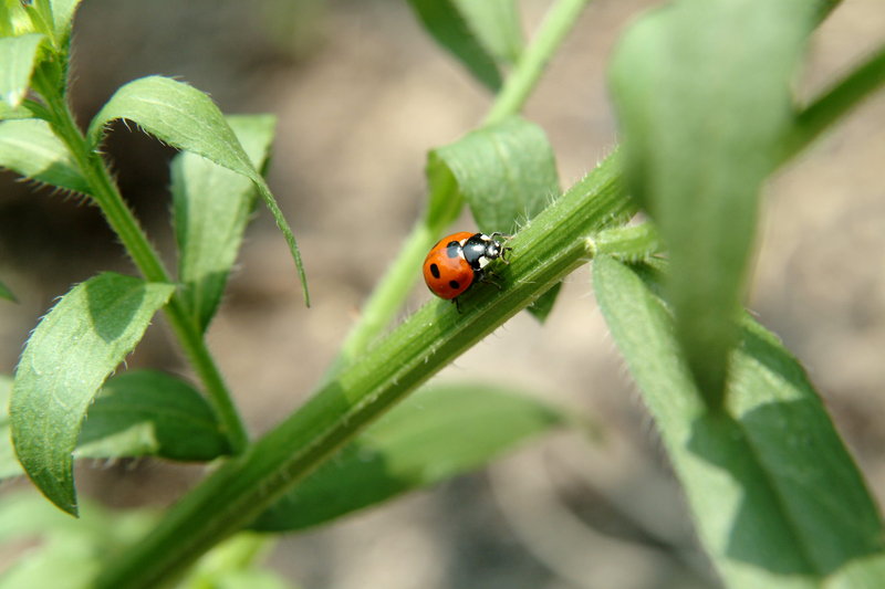 칠성무당벌레 Coccinella septempunctata (Seven-spot Ladybird); DISPLAY FULL IMAGE.