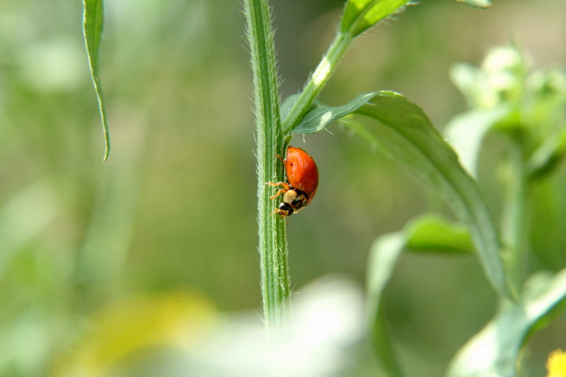 무당벌레 (Ladybird); DISPLAY FULL IMAGE.