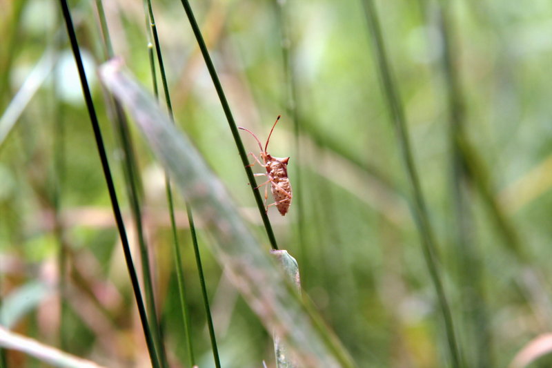 시골가시허리노린재 Cletus punctiger (Squash bug); DISPLAY FULL IMAGE.