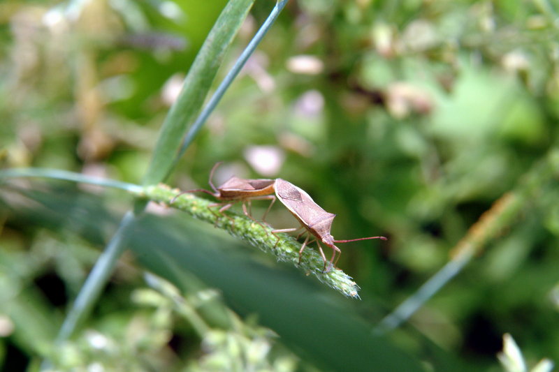 시골가시허리노린재 Cletus punctiger (Squash bug); DISPLAY FULL IMAGE.