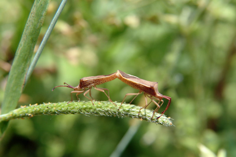 시골가시허리노린재 Cletus punctiger (Squash bug); DISPLAY FULL IMAGE.