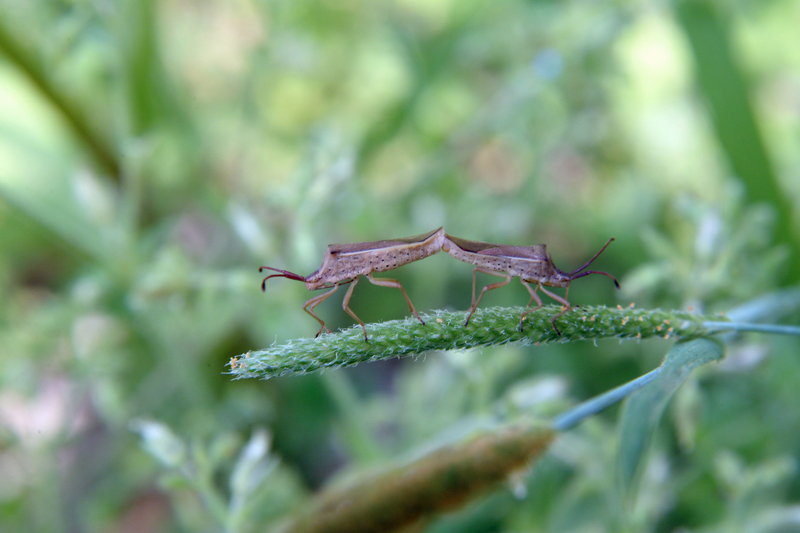 시골가시허리노린재 Cletus punctiger (Squash bug); DISPLAY FULL IMAGE.