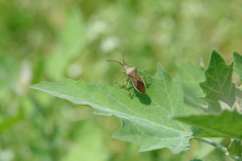 시골가시허리노린재 Cletus punctiger (Squash bug); DISPLAY FULL IMAGE.