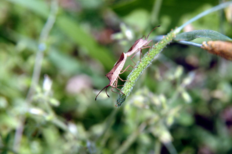 시골가시허리노린재 Cletus punctiger (Squash bug); DISPLAY FULL IMAGE.