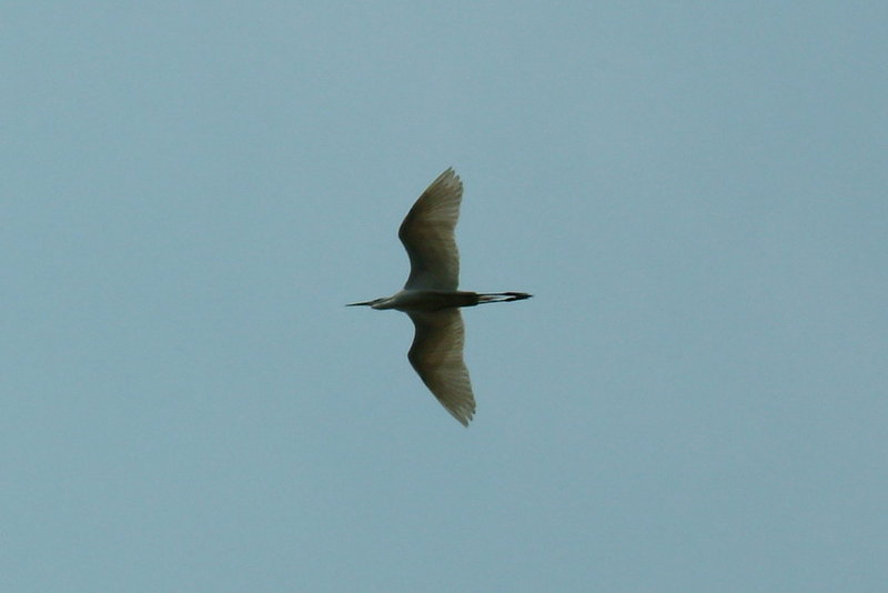 중대백로의 비상 Egretta alba modesta (Large Egret); DISPLAY FULL IMAGE.