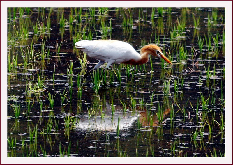 황로 | 황로 Bubulcus ibis (Cattle Egret); DISPLAY FULL IMAGE.