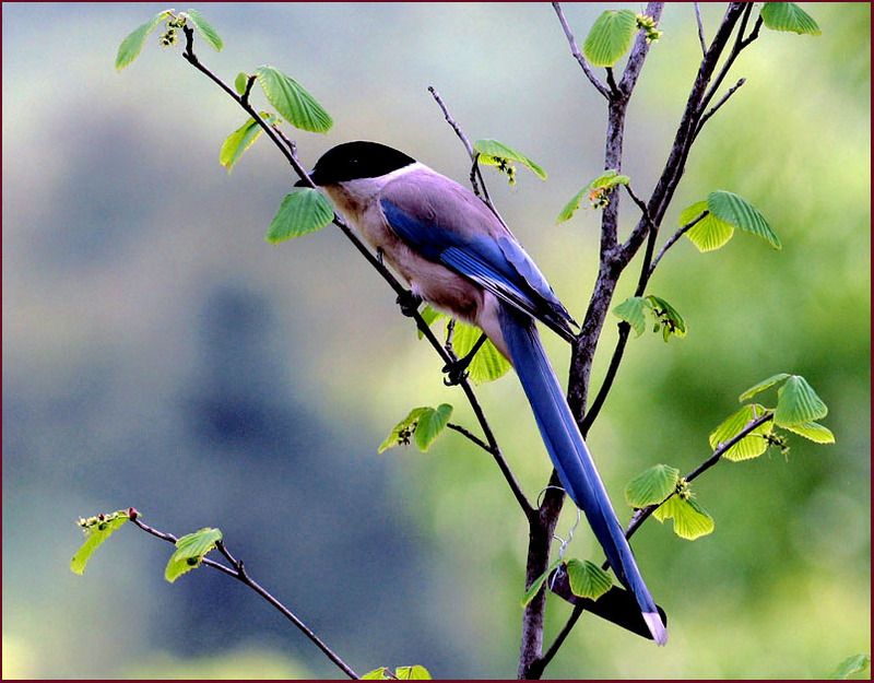 물까치 | 물까치 Cyanopica cyana (Azure-winged Magpie); DISPLAY FULL IMAGE.