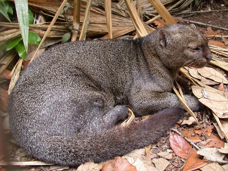 재규어런디(Jaguarundi/Herpailurus yaguarundi); DISPLAY FULL IMAGE.