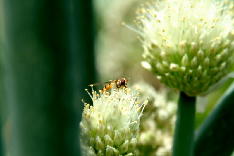 파꽃과 꽃등에 (Hoverfly); DISPLAY FULL IMAGE.