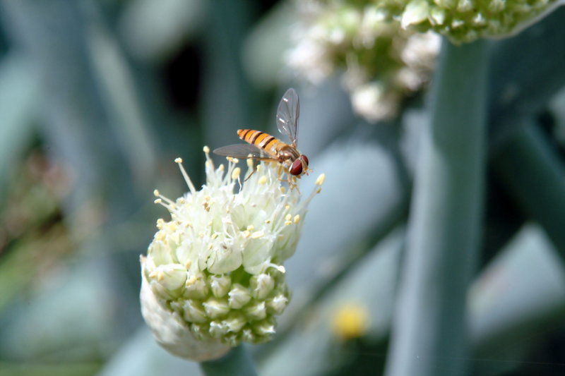 파꽃과 꽃등에 (Hoverfly); DISPLAY FULL IMAGE.