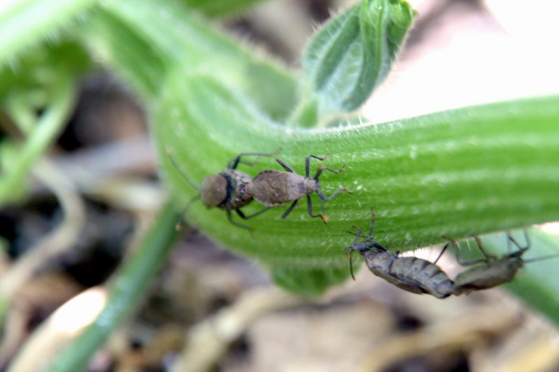 호박 줄기에서 짝짓기하는 노린재 두 쌍 (Stink Bugs); DISPLAY FULL IMAGE.