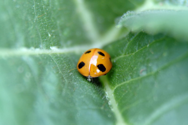 호박잎위의 칠성무당벌레 Coccinella septempunctata (Seven-spot Ladybird); DISPLAY FULL IMAGE.