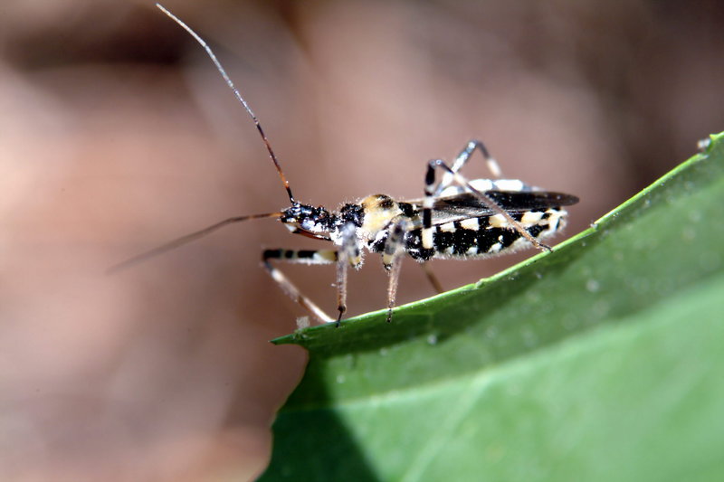 다리무늬침노린재 Sphedanolestes impressicollis (Assassin Bug); DISPLAY FULL IMAGE.