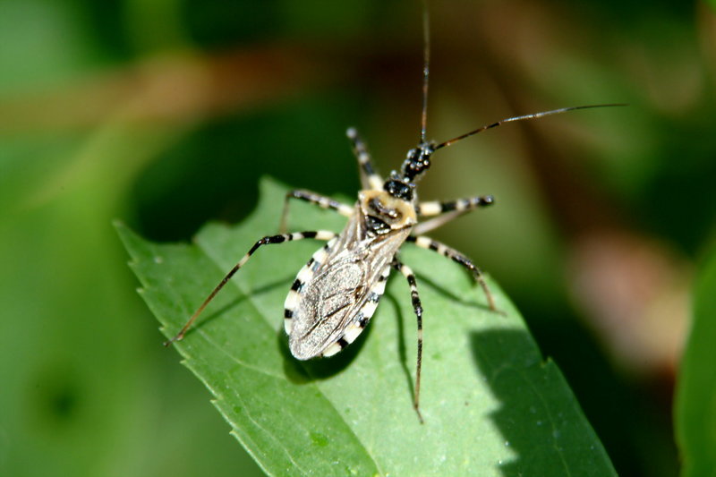 다리무늬침노린재 Sphedanolestes impressicollis (Assassin Bug); DISPLAY FULL IMAGE.